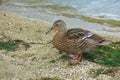 Wild duck on the sandy shore of the lake. Royalty Free Stock Photo