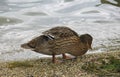 Wild duck on the sandy shore of the lake. Royalty Free Stock Photo