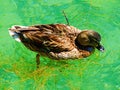 duck, bird, mallard, nature, water, animal, wildlife, lake, grass, wild, green, beak, brown, feather, pond, ducks, feathers Royalty Free Stock Photo