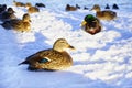 birds duck cold day sunlight winter snow shadow outdoors