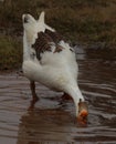 duck bird Standing. Looking. green grass. Walking in water Royalty Free Stock Photo