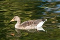 Duck bird swim in lake