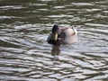 Duck bird swim river colors water feathers