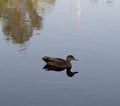 Duck bird swimming alone in blue water in the lake Royalty Free Stock Photo