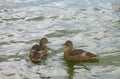 Two floating ducks in the water look at each other. Royalty Free Stock Photo