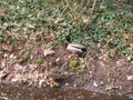 Duck, bird, mallard, water, animal, lake, nature, pond, wildlife, drake, wild, green, feather, beak, swim, waterfowl, ducks, refle Royalty Free Stock Photo