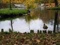 duck bird water lake park garden nature trees reflection outdoor autumn leaves Royalty Free Stock Photo