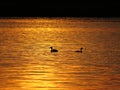 Duck Birds Silhouette During Sunset Over Beautiful Lake with Cloudy Sky in background Royalty Free Stock Photo