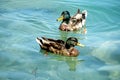 Duck birds swim in water