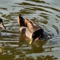 Duck ...Black head brown body