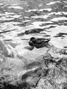 Duck black and white animal swimming on water