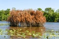 Duck Blind