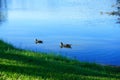 duck in a blue pond Royalty Free Stock Photo