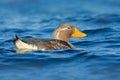 Duck in the blue water. Kelp goose, Chloephaga hybrida, is a member of the duck, goose. It can be found in the Southern part of So Royalty Free Stock Photo
