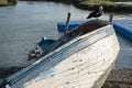 A duck on a boat in the marshes of Chiclana de la Frontera, in the province of Cadiz, Spain