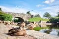 Duck on Brecon canal basin Powys Wales UK Royalty Free Stock Photo