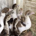 Duck broiler on a home farm