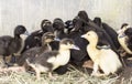 Duck broiler on a home farm