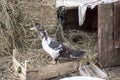 Duck broiler on a home farm