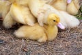 Duck broiler on a home farm