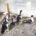 Duck broiler on a home farm
