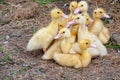 Duck broiler on a home farm