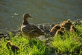 Duck brood on the city pond.