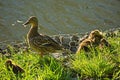 Duck brood on the city pond.