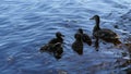 Duck with a brood of ducklings