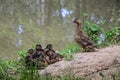 Duck with a brood of ducklings on the shore of the pond