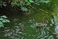 Duck brood on the river in the suburbs.