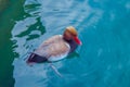 A duck with a brown back and a red beak swims in the blue water on lake Garda.