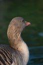 Duck with brown feathers in a lake Royalty Free Stock Photo