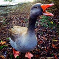 Duck Royalty Free Stock Photo