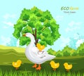 Duck and buds Vector. Eco farm concept. green summer backgrounds Royalty Free Stock Photo