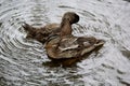 Duck Royalty Free Stock Photo