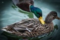 Canards au bord du lac de versailles Royalty Free Stock Photo