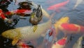 Duck and carp Koi