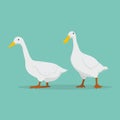 Duck cartoon set vector illustration.cute white ducks farm.Goose standing Royalty Free Stock Photo