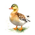 Duck in cartoon style. Cute Little Cartoon Duck isolated on white background. Watercolor drawing, hand-drawn Duck in watercolor. Royalty Free Stock Photo