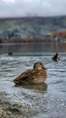 A peaceful Duck in the lake