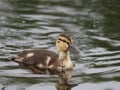 Duck Royalty Free Stock Photo