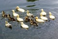 Duck Royalty Free Stock Photo