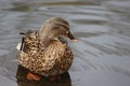 Duck chilling out in pool Royalty Free Stock Photo