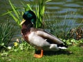 Duck chilling in the sun