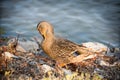 Duck cleaning feathers Royalty Free Stock Photo