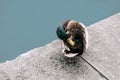 Duck cleans feathers on a granite quay. Mallard duck combs feather craning his neck, care of skin and feathers clean Royalty Free Stock Photo