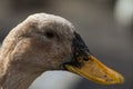 Duck close portrait