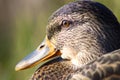 Duck close-up green mallard female wildlife hunting water bird nature Royalty Free Stock Photo