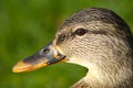 Duck close-up green mallard male wildlife hunting water bird nature Royalty Free Stock Photo